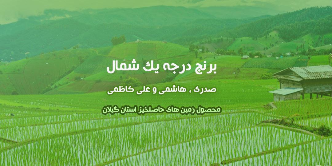 برنج شمال استان گیلان
