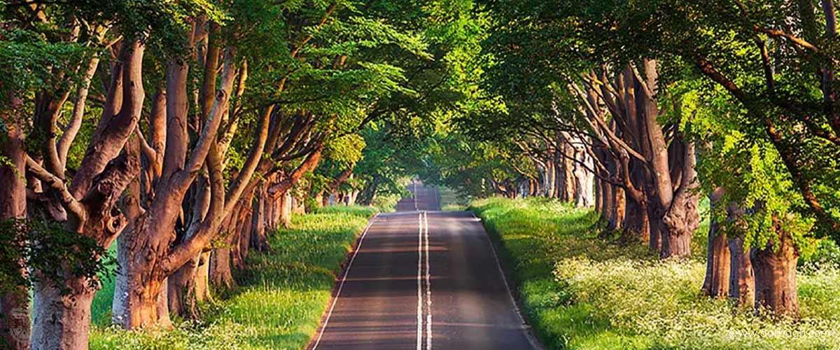 جنگل و دریای گیسوم