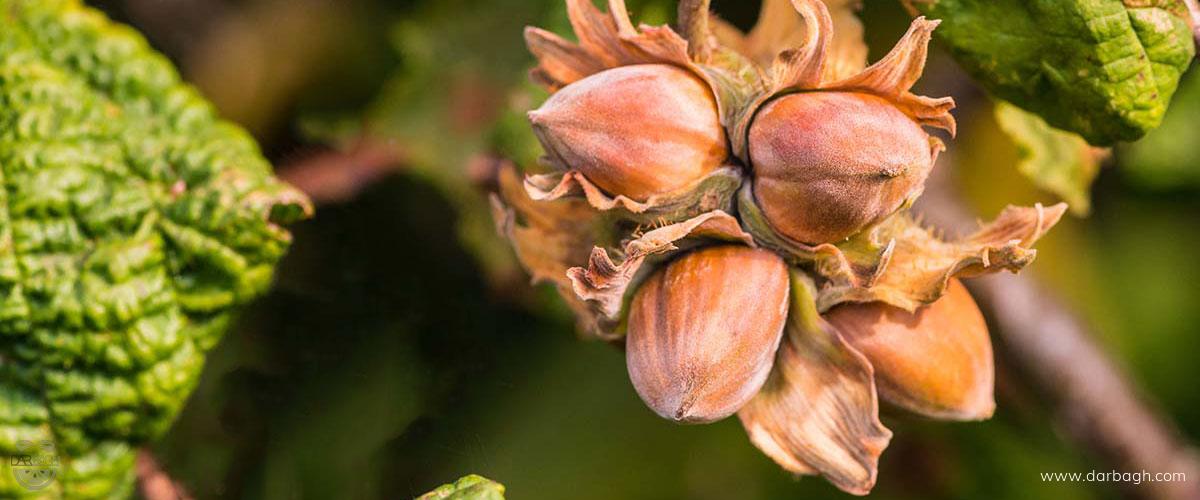 خواص فندق برای لاغری 