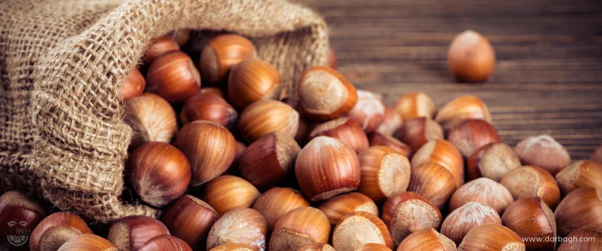 فواید فندق برای سلامتی بدن